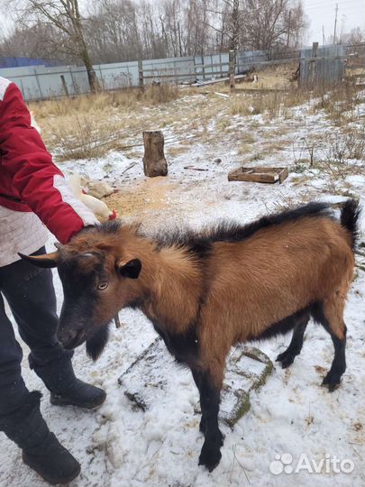 Чешский козел