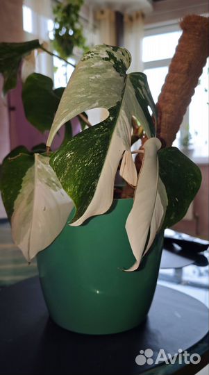 Комнатные растения (лианы)