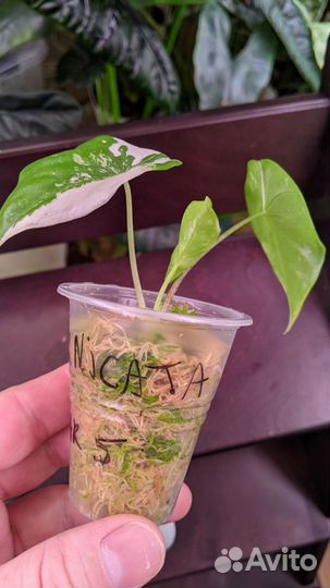 Алоказия форниката вариегатная