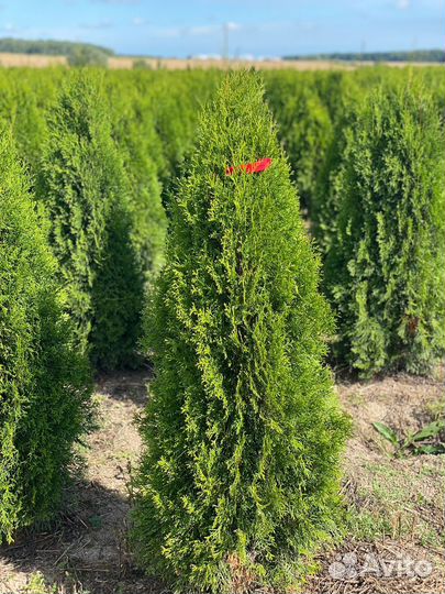 Туя Смарагд 140 см из питомника