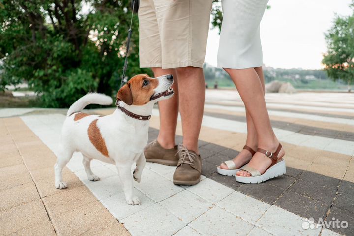 Вязка гладкий кобель РКФ
