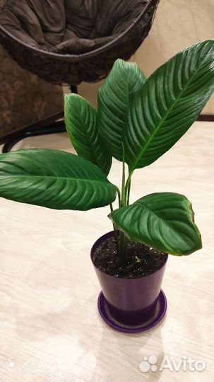 Спатифиллум