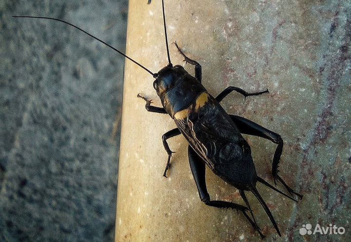 Живой корм для рептилий