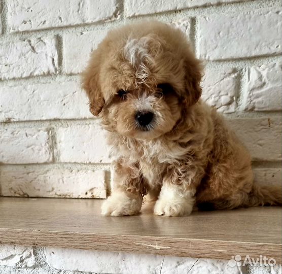 Мальтипу щенки