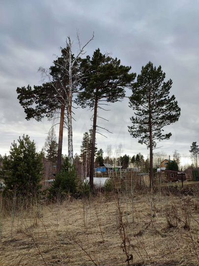 Участок 12,5 сот. (СНТ, ДНП)