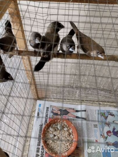 Японские амадины