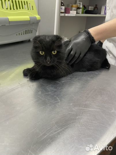 Шотландские вислоухие котята