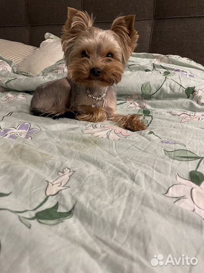 Йоркширский терьер мини вязка