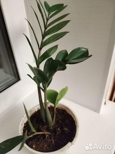 Замиакулькас