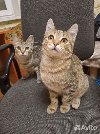 Сёма ищет дом