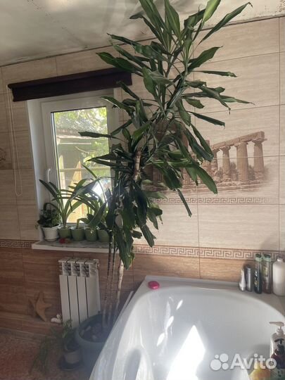 Пальма юкка