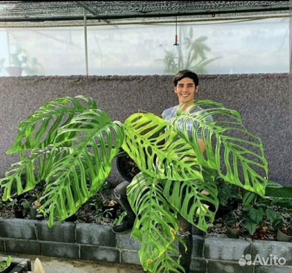 Монстера Эскелето