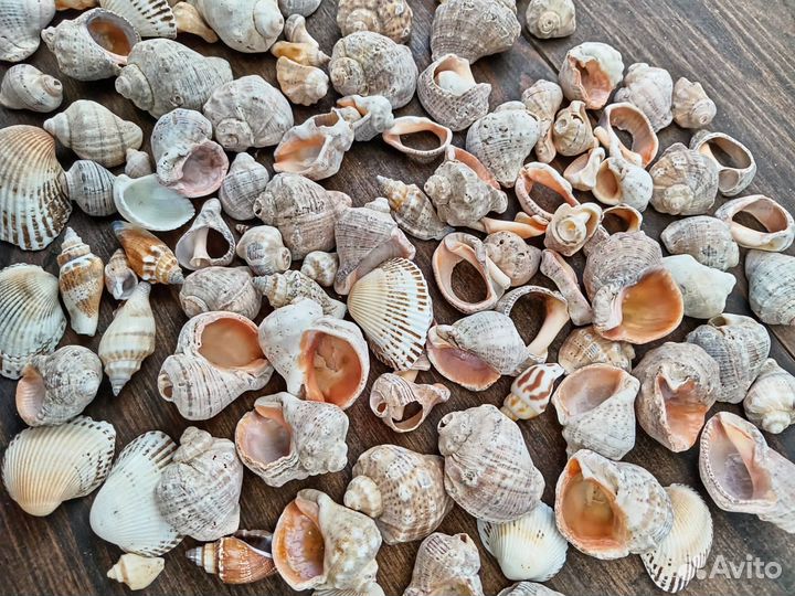 Морские ракушки для поделок
