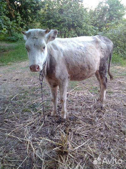 Бычки и телята