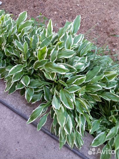 Хоста пестролистная