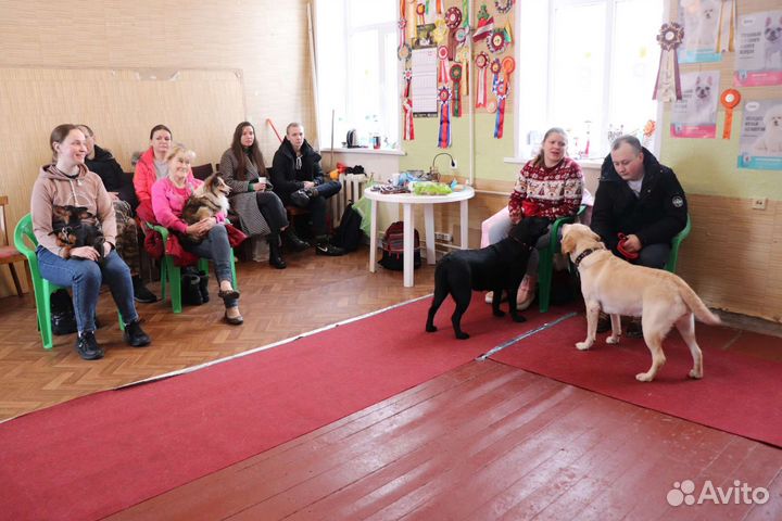 Кинолог / инструктор по послушанию
