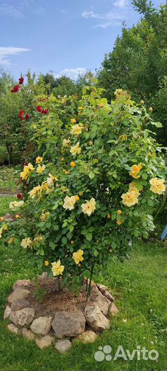 Глициния, Клематис, Роза, Сирень и др