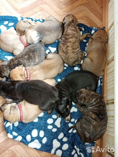 Питбуль вязка