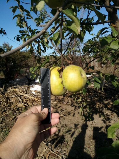 Участок 11,6 сот. (ИЖС)