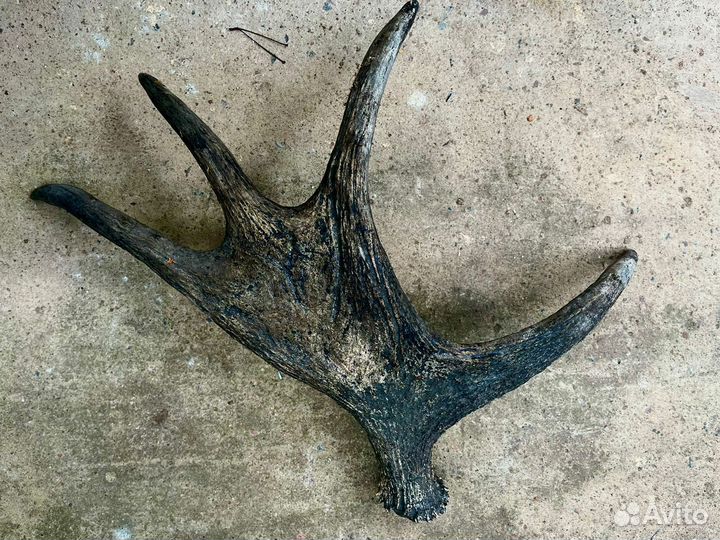 Продам рога лося