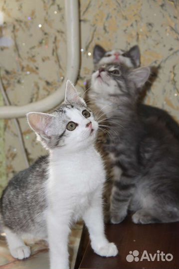 Котята в добрые руки бесплатно