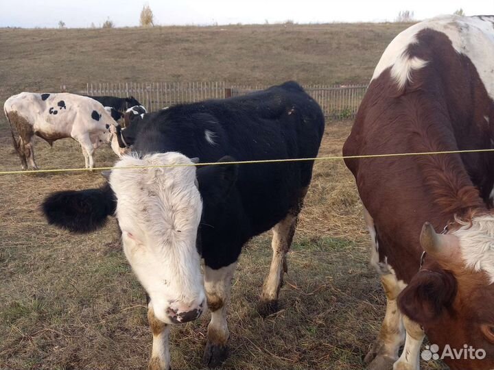 Бычки на откорм