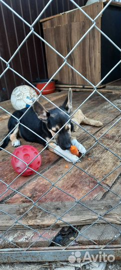 Щенки