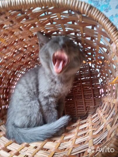 Котята в добрые руки даром