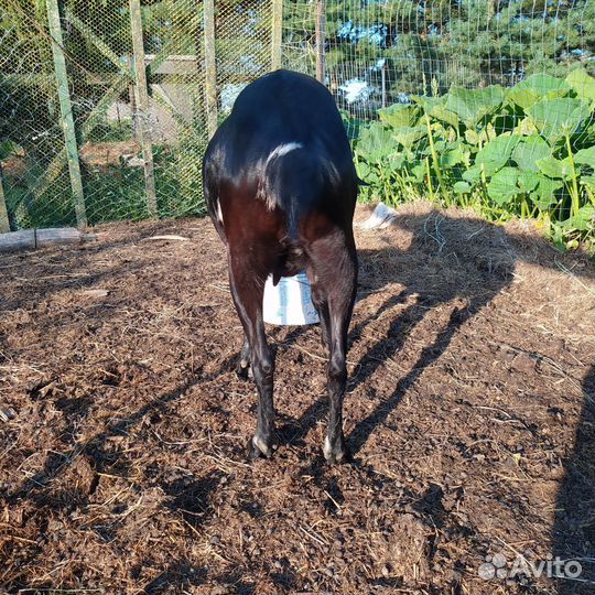 Козы и козлята