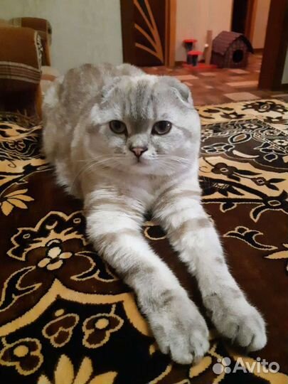 Шотландский кот вязка