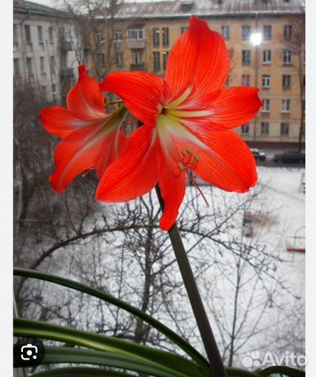 Комнатные цветы