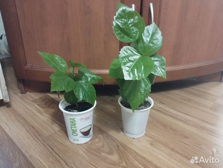 Гибискус, прижившиеся отростки