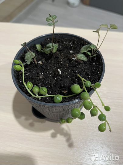 Суккуленты