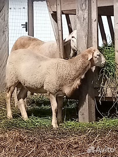 Катумские бараны 2шт 4месяца