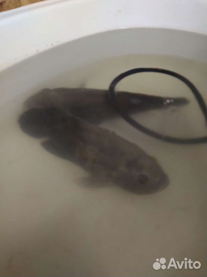 Цихлиды астронотусы