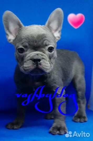 Голубые девочки и мальчик французского бульдога