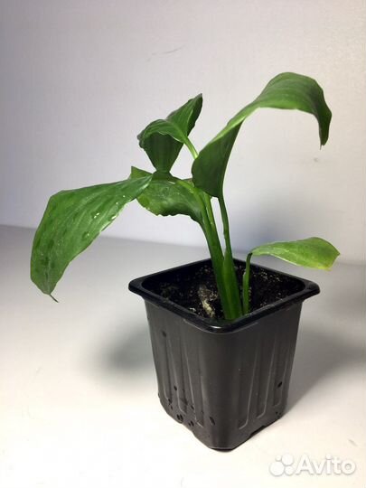 Спатифиллум