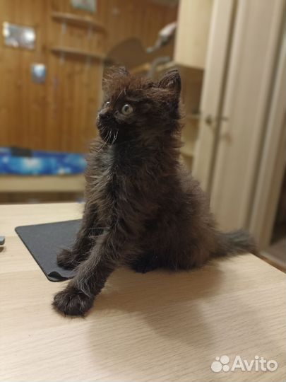 Абсолютно чёрный котёнок