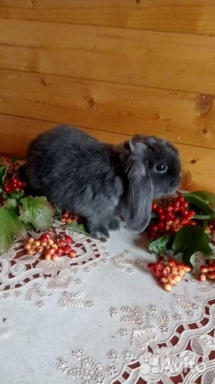 Карликовый кролик (вислоухие)