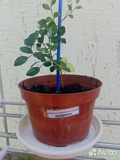 Мурайя и другие