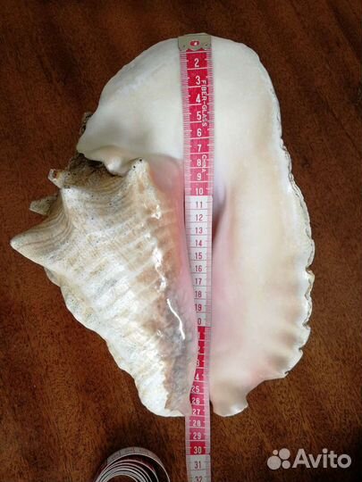 Большая морская раковина Стромбус Гигас