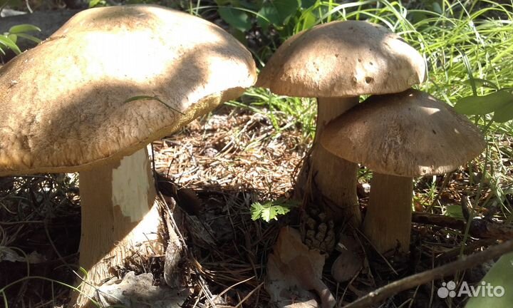 Продажа грибов