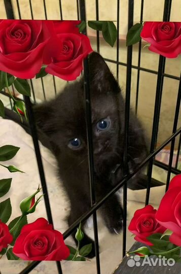 Четыре котенка