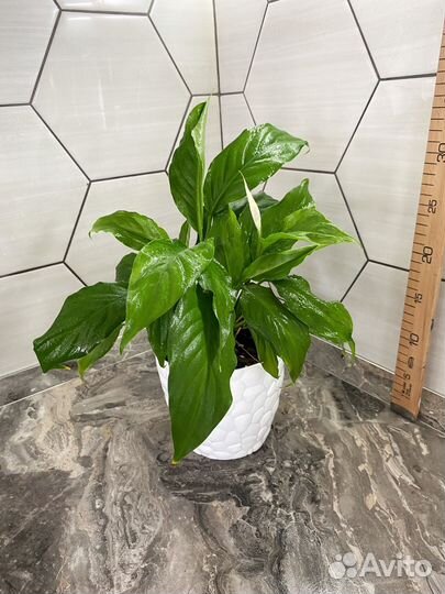 Спатифиллум