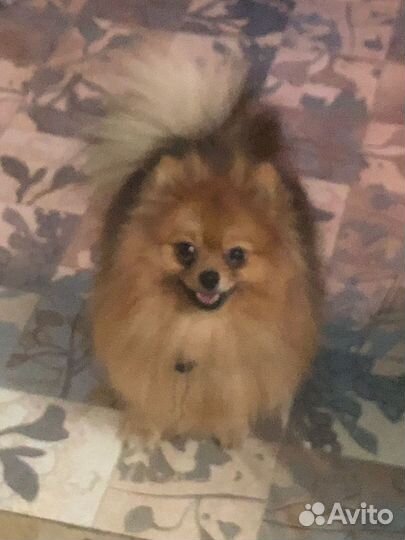 Померанский шпиц на случку. Возьму щенка. Девочку