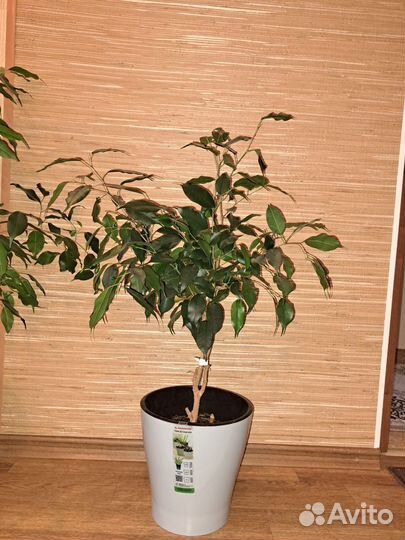 Фикус бенджамина