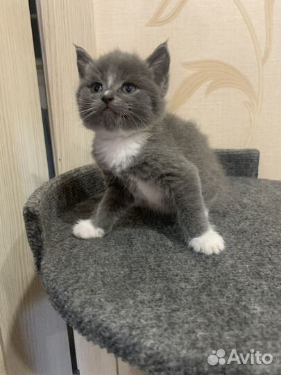 Британская