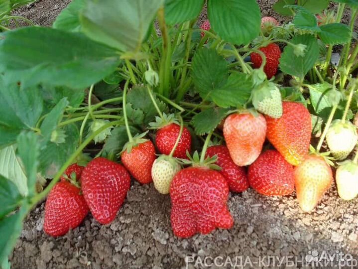 Саженцы клубники сорта Азия и Джоли