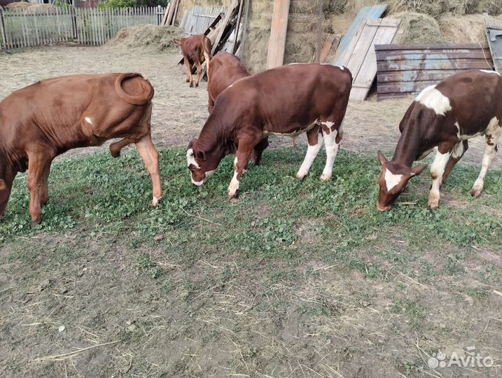 Продажа телят