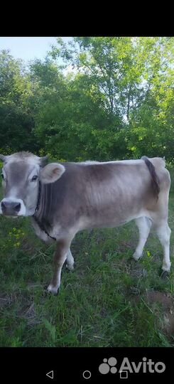 Телки можно обмен